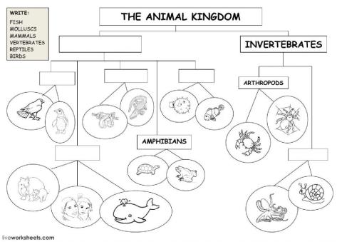 The animal kingdom - classification diagram
