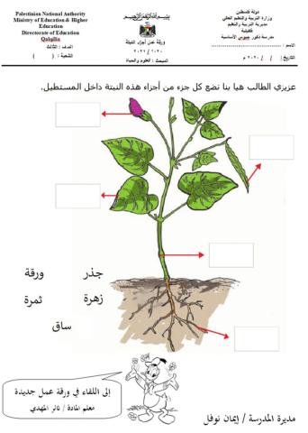أجزاء النبات