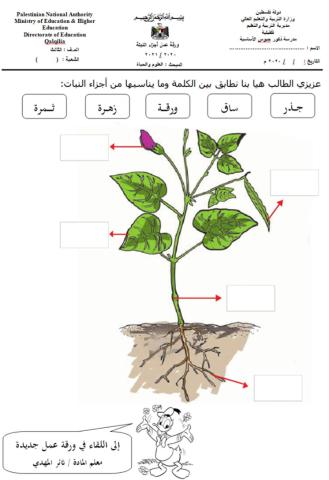 أجزاء النبات