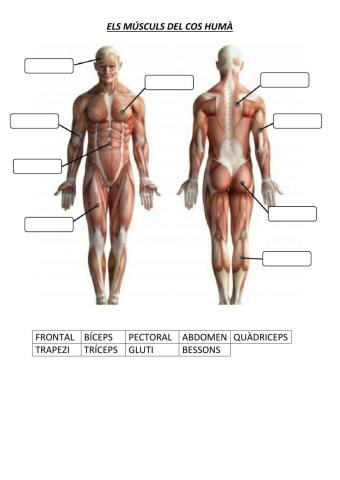 Els músculs del cos humà
