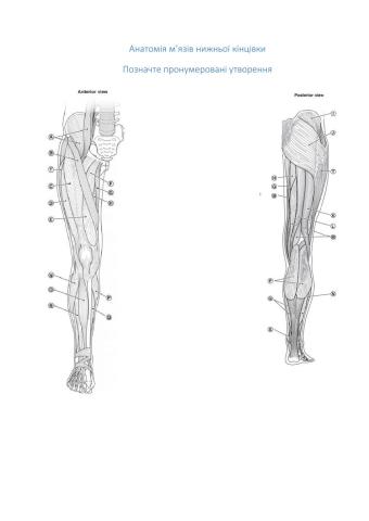 Анатомія м'язів