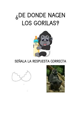 Nacimiento gorilas