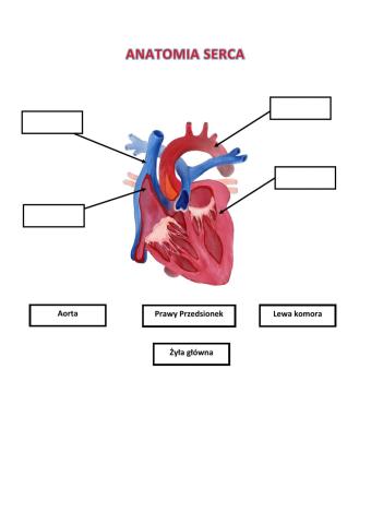 Anatomia Serca