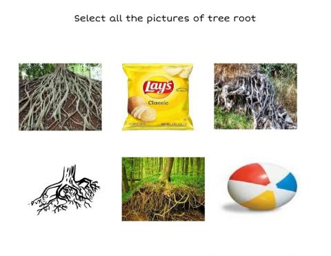 Select the tree roots