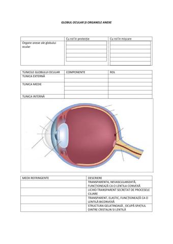 Glob ocular 2