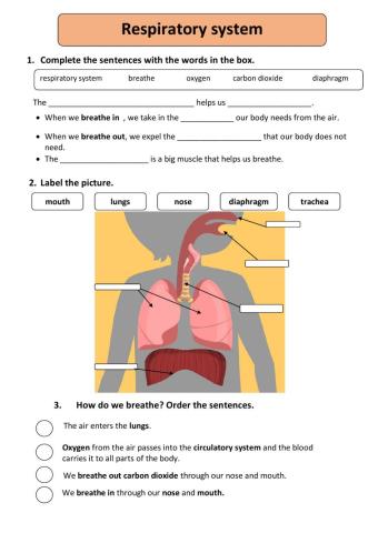 Respiratpry system