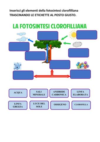 La fotosintesi clorifilliana