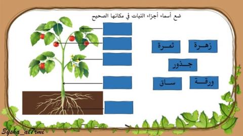 علوم - صف1 - أجزاء النبات