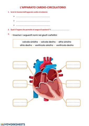 Prova 1 parte Apparato cardio-circolatorio