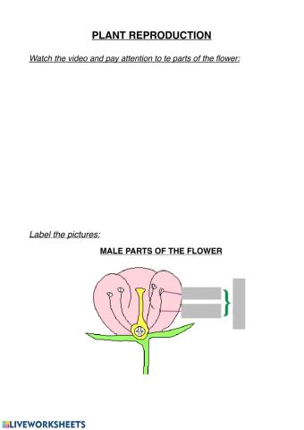 Parts of the flower