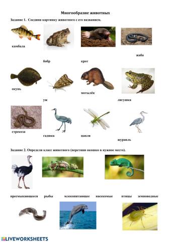 Многообразие животных.