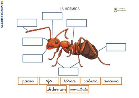 Infantil hormigas