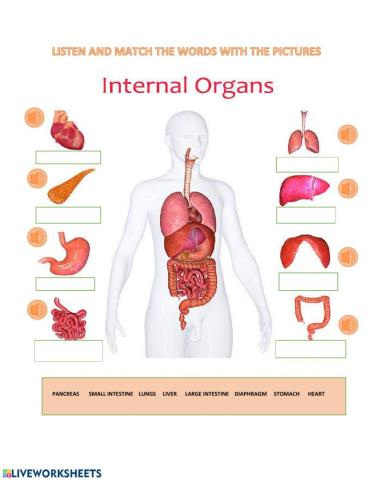 The Internal Organs