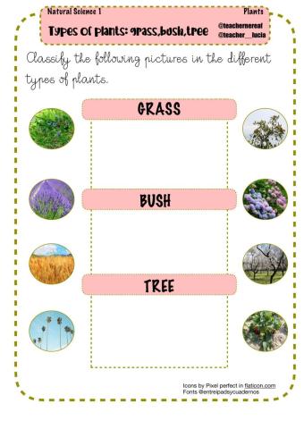 Types of plants: grass,bush,tree