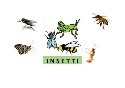 Le parti del corpo degli insetti