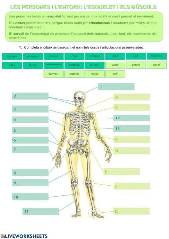 L'esquelet i els músculs
