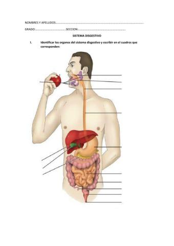 Identificar los órganos del sistema digestivo