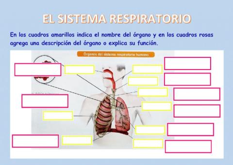 Sistema respiratorio