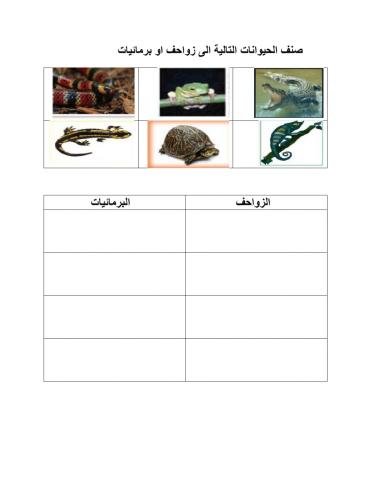 تصنيف الزواحف و البرمائيات 