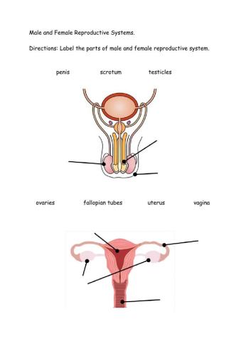 Male and Female Reproductive System