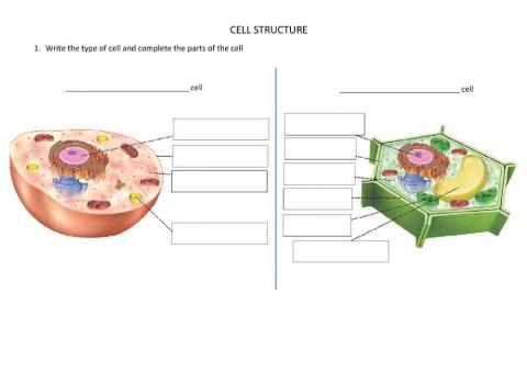 Cell structure and specialised cells