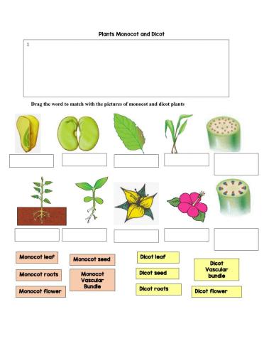 Monocot and dicot plants