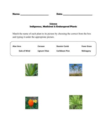 Indigenous and Medicinal Plants