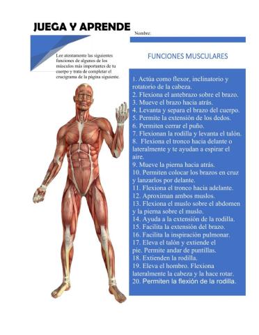 Los Musculos