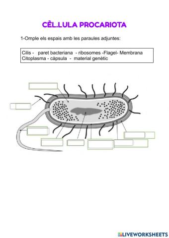 Parts cèl.lula Procariota