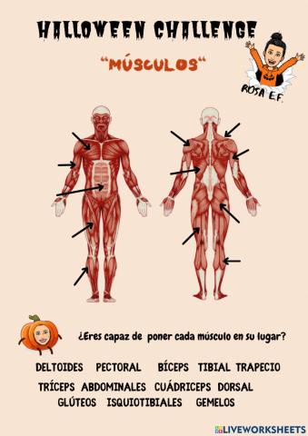 Los Músculos del cuerpo humano