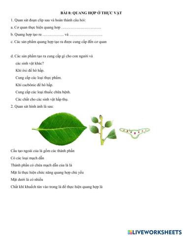 Bài 8-quang hợp ở thực vật