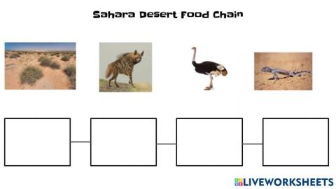 desert food chain
