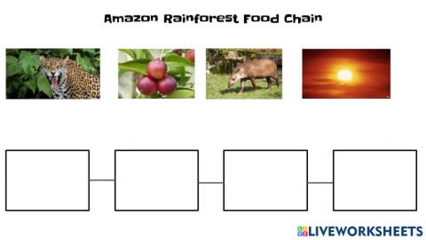 rainforest food chain