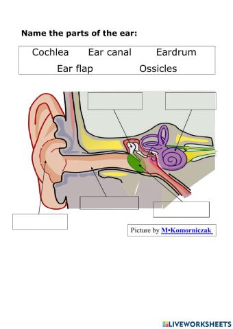 Name the parts of the ear