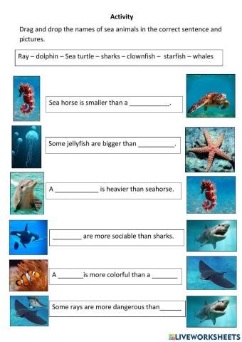 Sea animals comparative activity