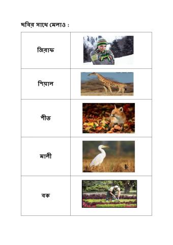 Match the words with their pictures