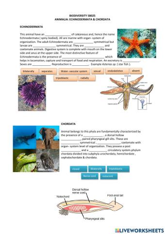 Animalia: Echinodermata & Chordata