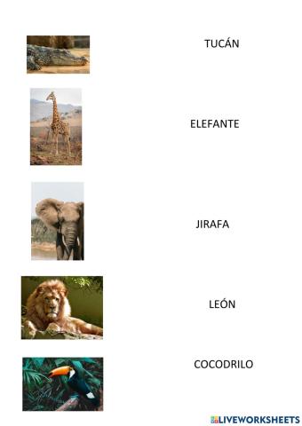 Vocabulario animales salvajes