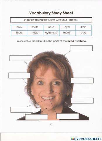 Head and Face Vocabulary Study Sheet