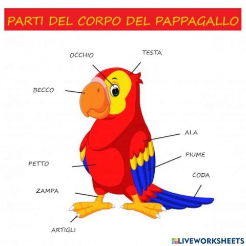 Schema pappagallo