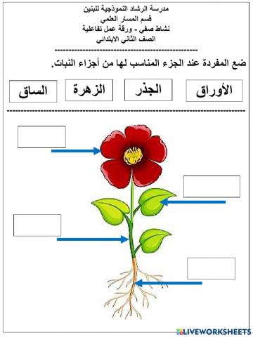 أجزاء النبات - ريم سعد