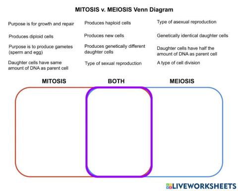 Mitosis vs. Meiosis Venn Diagram