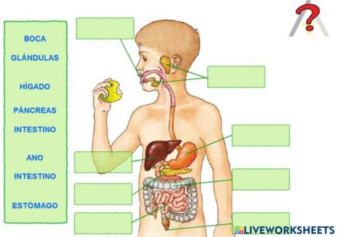 El sistema Digestivo