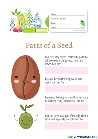 Parts of a Seed - HuntersWoodsPH Biology