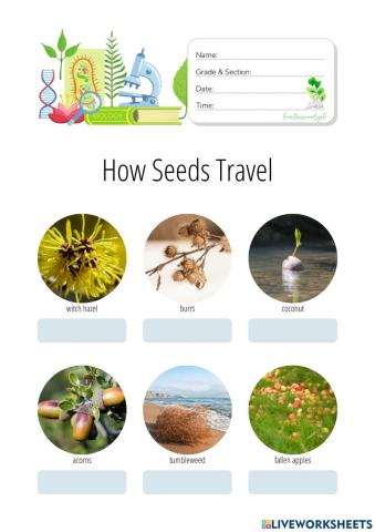 How Seeds Travel - HuntersWoodsPH Biology