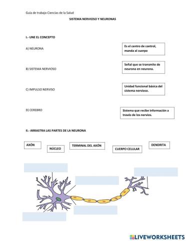 Sistema nervioso y neuronas