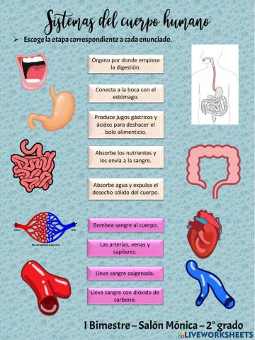Sistema circulatorio y digestivo