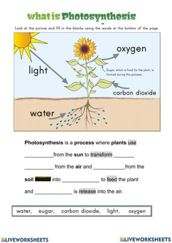 GR.6C- PHOTOSYNTHESIS (Revision 1)
