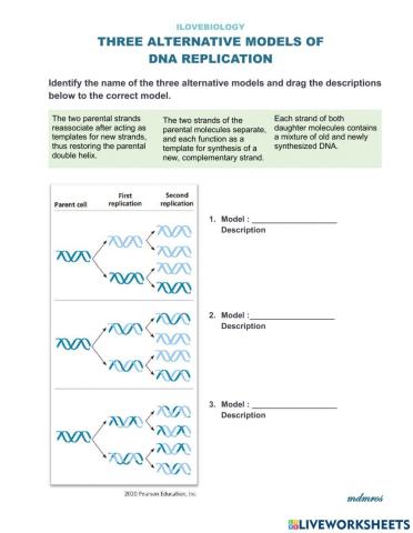 Three Alternative Models of DNA replication