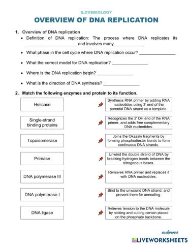 Overview of DNA replication